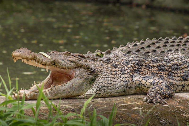 Premium PSD  A fierce alligator displaying its menacing jaws