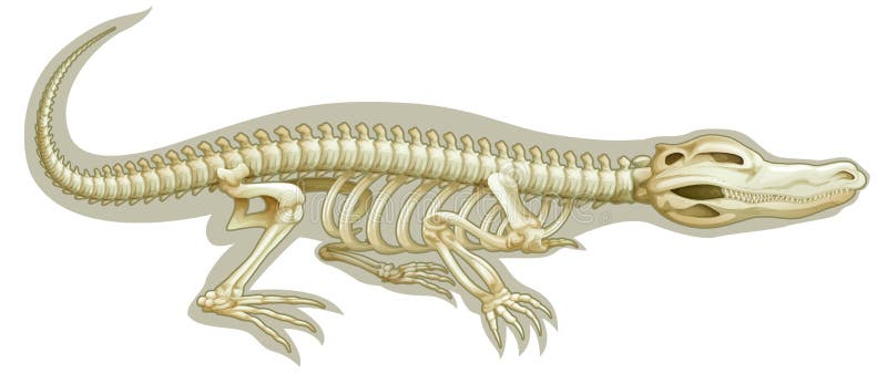 Рептилии ребра. Скелет крокодила. Скелет аллигатора. Скелет рептилий. Анатомия крокодила.