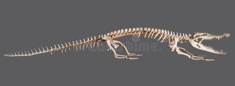 Alligator Skeleton Model