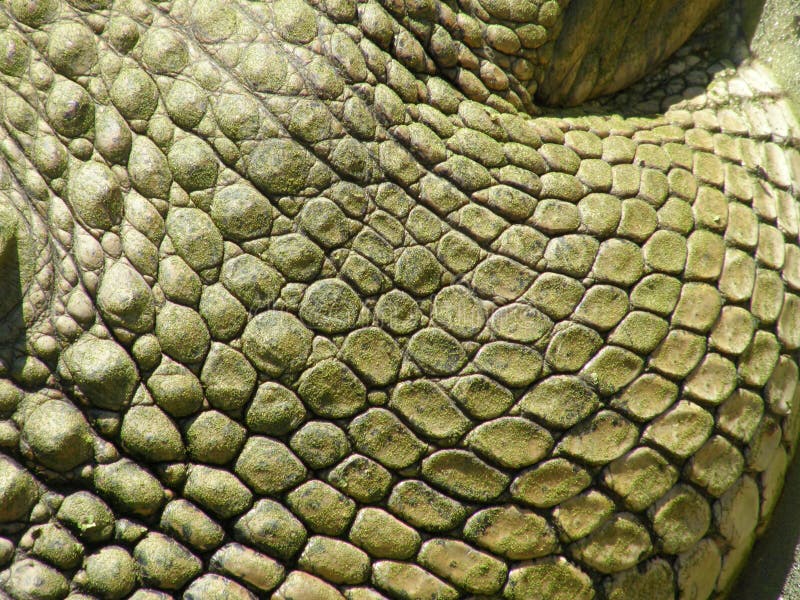 Crocodile skin closeup