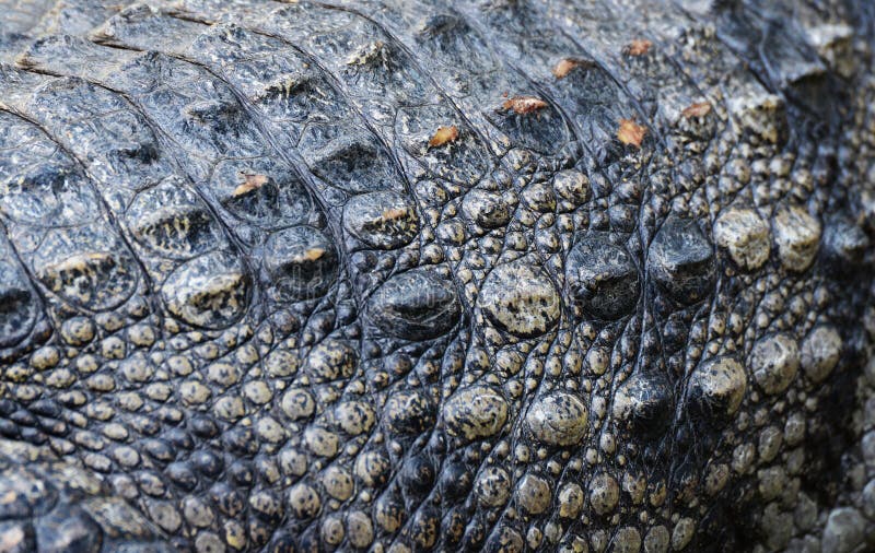 Crocodile skin stock image. Image of tree, crocodile 67588387