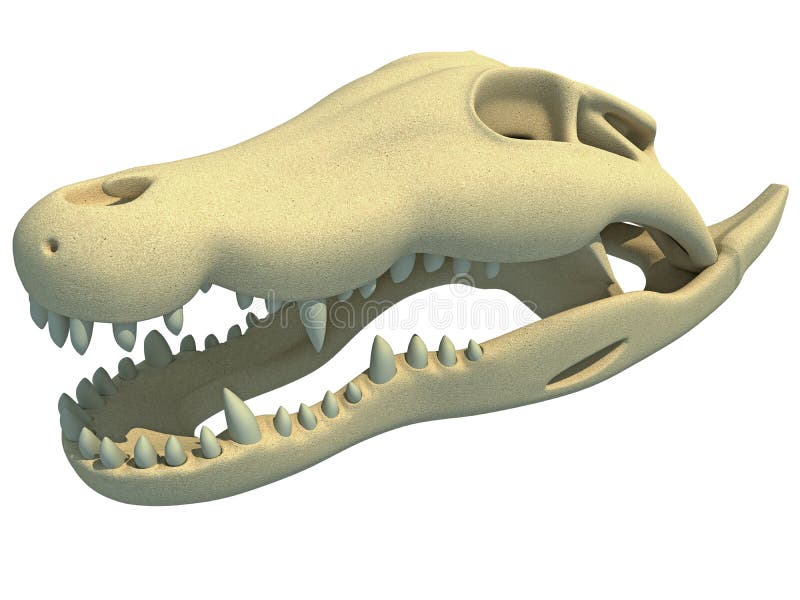 Crocodile Skull 3D Rendering Stock Illustration - Illustration of dragon,  head: 252750004