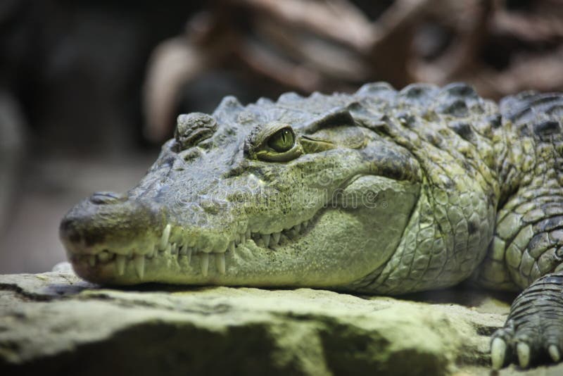 1,081 Crocodile Smile Stock Photos - Free & Royalty-Free Stock Photos from  Dreamstime