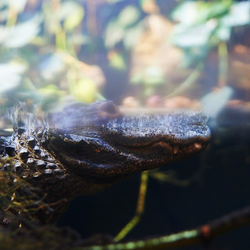 Crocodile sous l'eau photographie stock Crocodile sous l'eau photographie stock