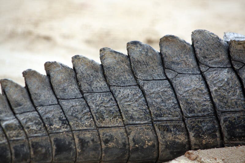 Crocodile tail stock photo