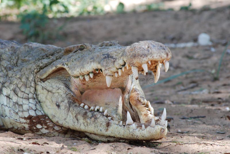 Crocodile teeth