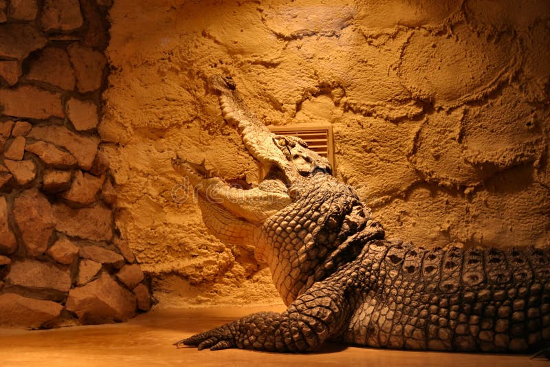 Crocodile in a terrarium