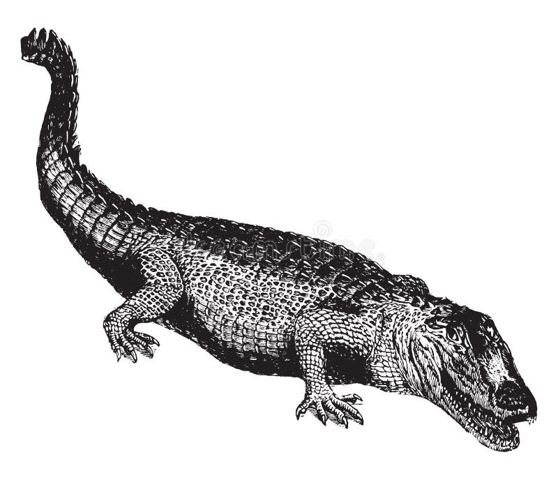 Crocodile, Vintage Illustration Stock Vector - Illustration of drawing ...