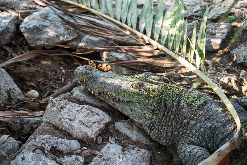 crocodile watching over her egg