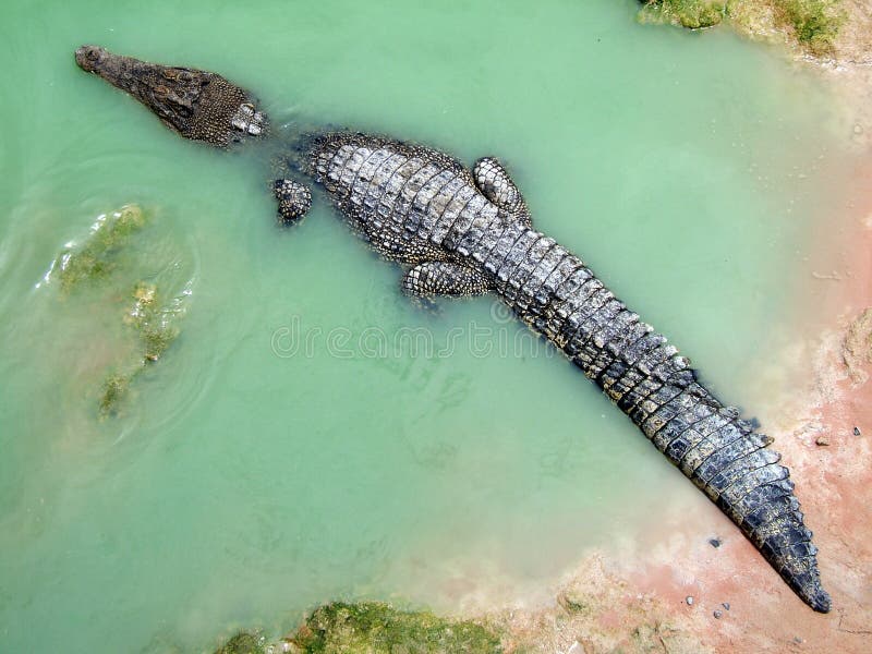 Crocodile in water