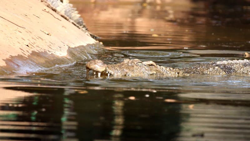 Crocodile in water