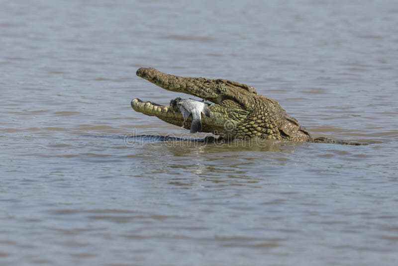 Crocodile in Water