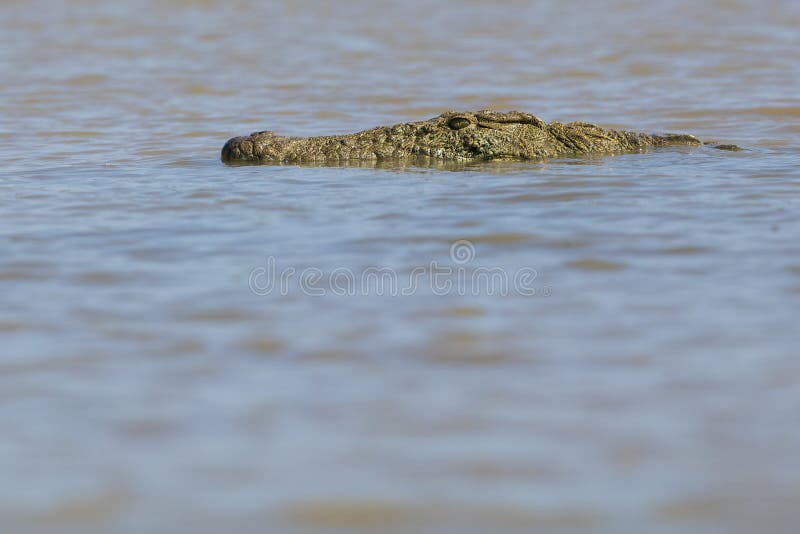 Crocodile in Water