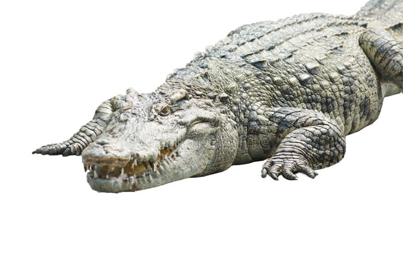 A crocodile on white