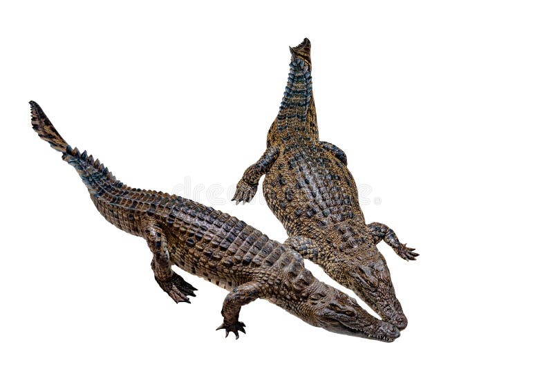Crocodile on a white background with clipping path , isolated royalty free stock photo Crocodile on a white background with clipping path , isolated royalty free stock photo