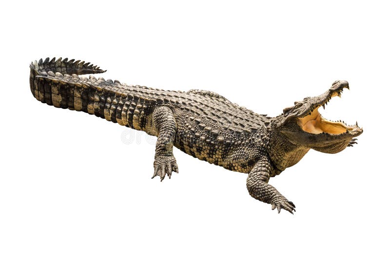 Crocodile On White Background. Stock Photo Image of thailand