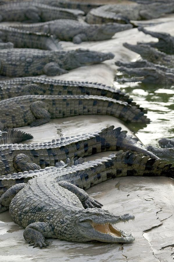 Crocodiles