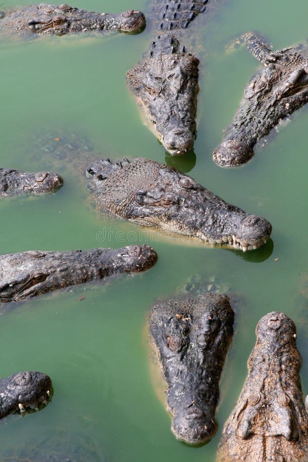 Crocodiles