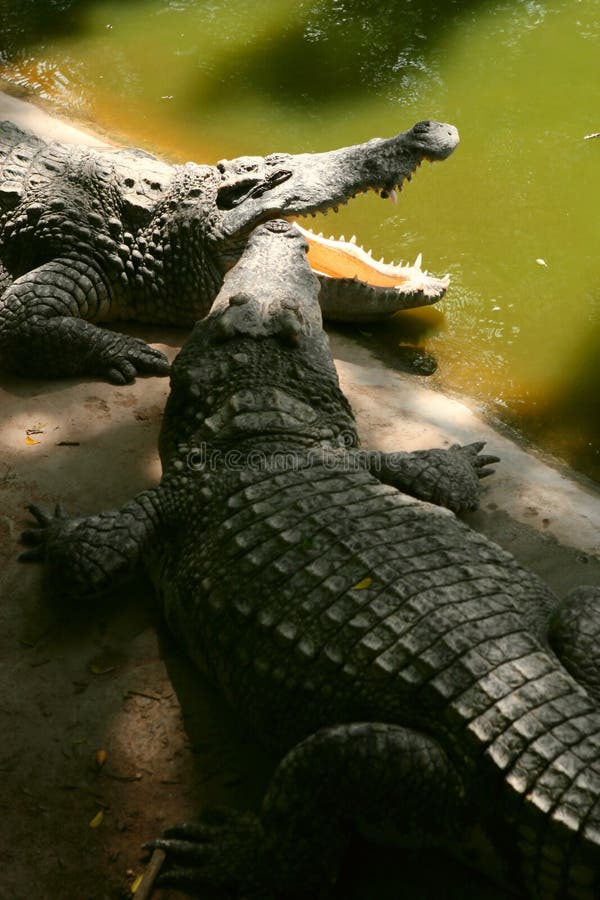 Foot crocodile stock image. Image of creature, aggression - 46948705