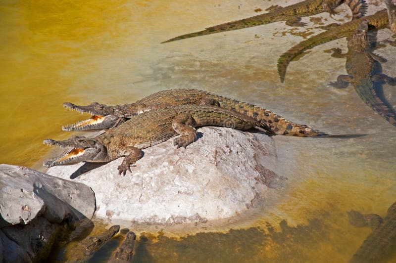 Crocodiles cooling down with mouths open