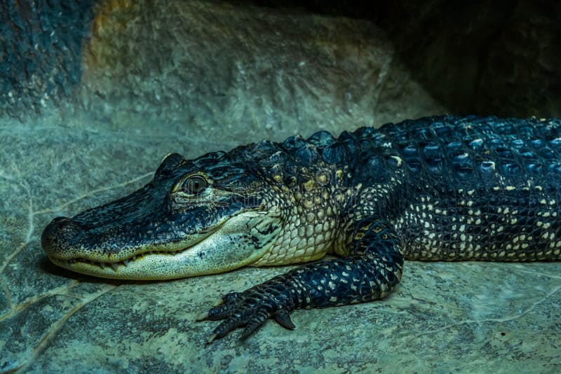 Crocodiles stock image. Image of dangerous, white, alligator 213826153