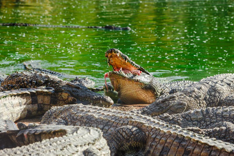 Crocodiles eat meat stock image. Image of croc, prey ...