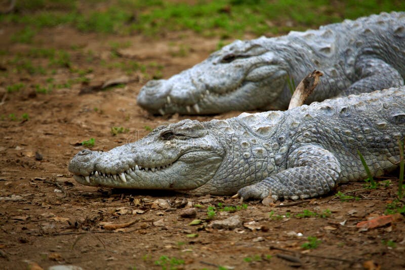 Crocodiles gharial indiens photo stock Crocodiles gharial indiens photo stock