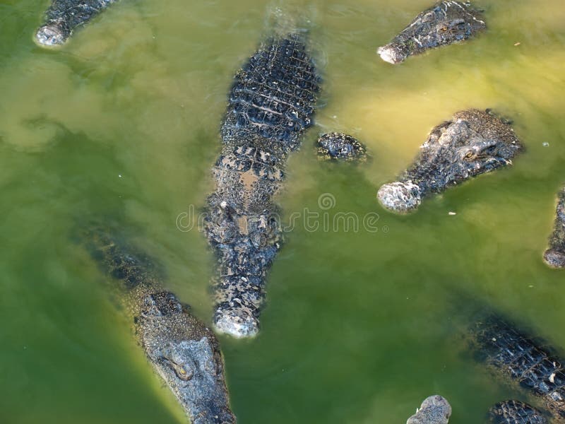 Crocodiles in the Muddy Water Stock Photo Image of pile, animal 21949928