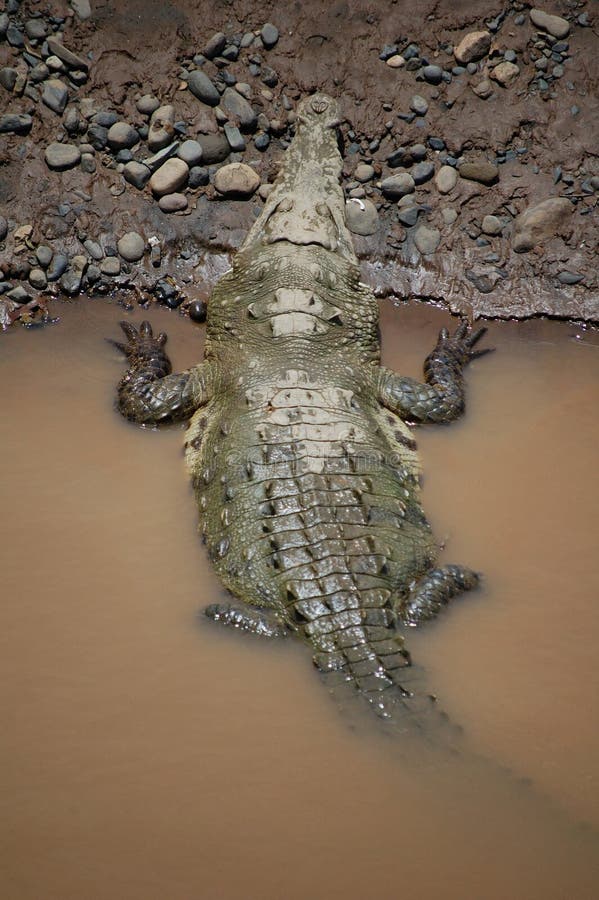 Crocodiles River Vietnam Exotic Animals Mekong Delta Kantho Stock Biology Diagrams