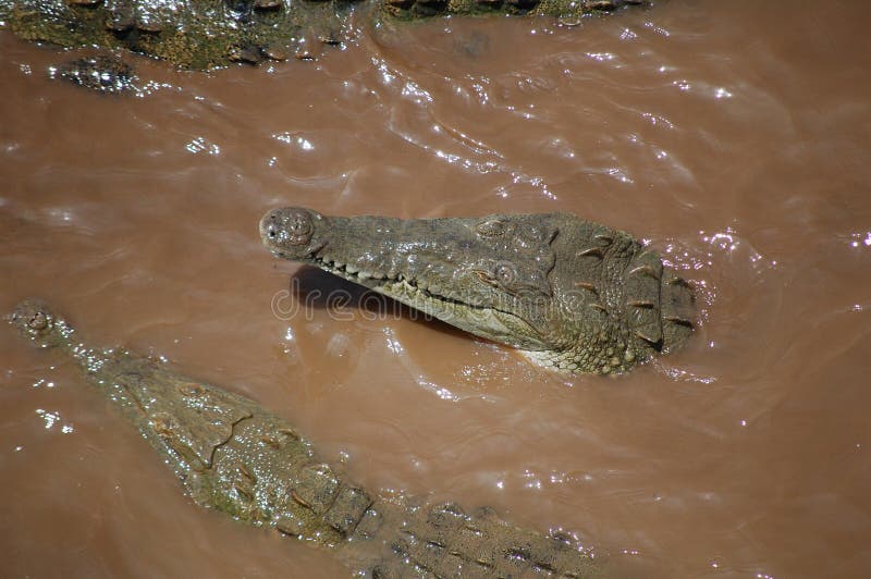 Crocodiles River. Vietnam. Exotic Animals. Mekong Delta, Kantho. Stock ... Biology Diagrams