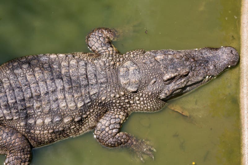Crocodilo fotografia de stock