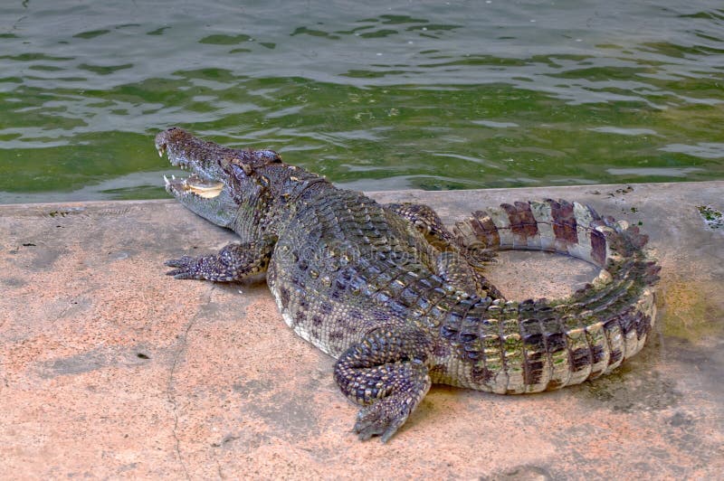 Crocodilo foto de stock royalty free