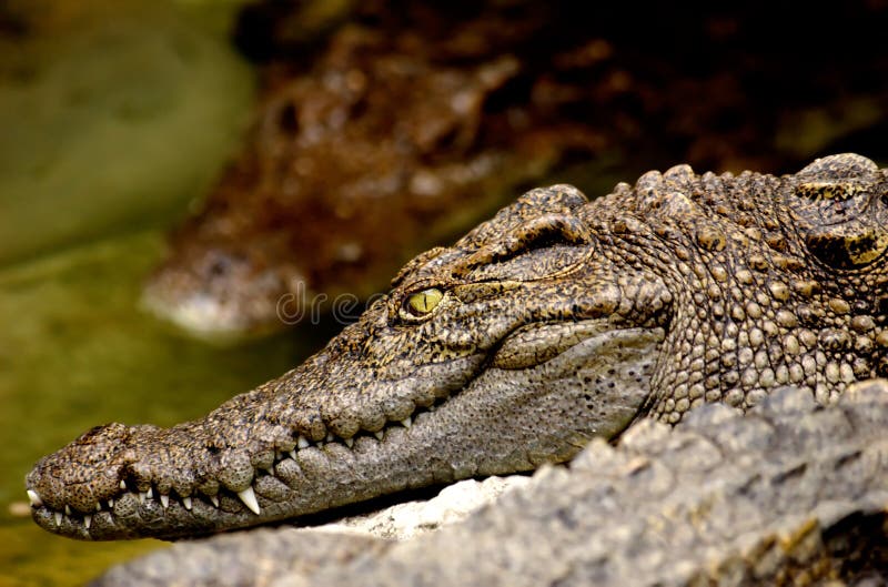 Crocodilo fotografia de stock royalty free