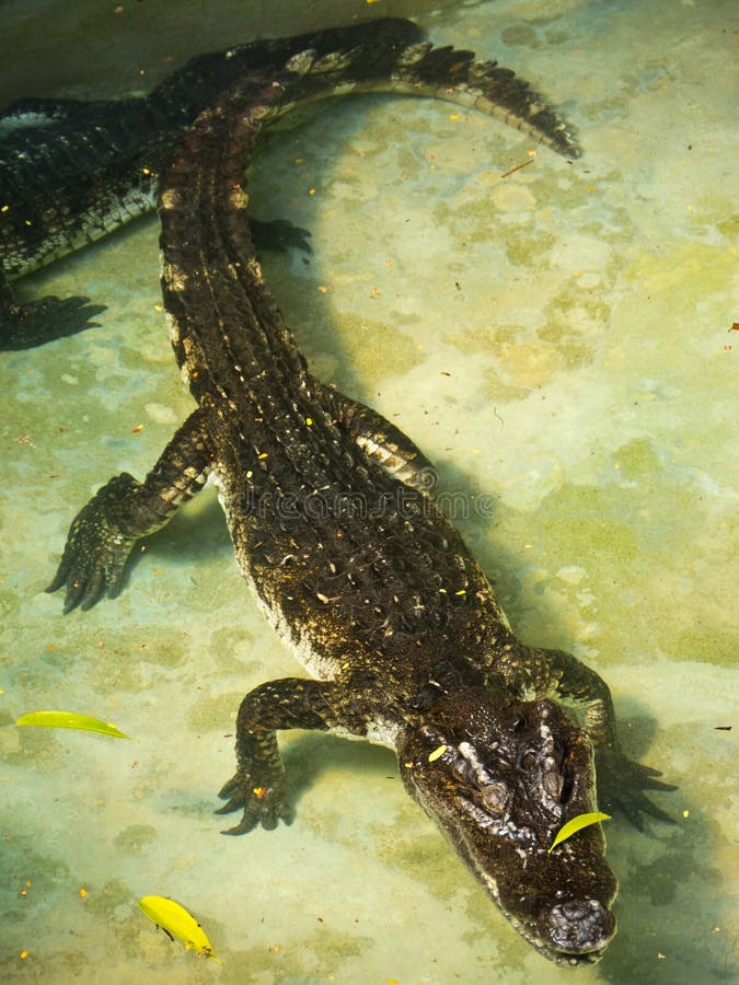 Crocodilo fotografia de stock royalty free