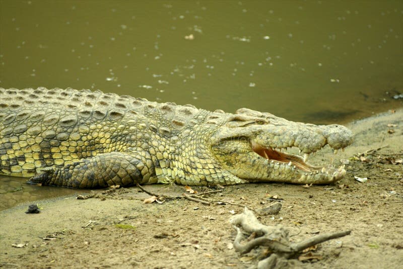 Crocodilo fotografia de stock