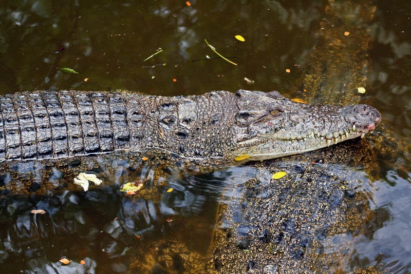 Crocodilo imagem de stock royalty free