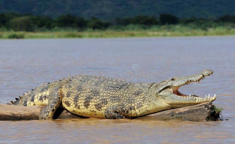 Crocodilo africano
