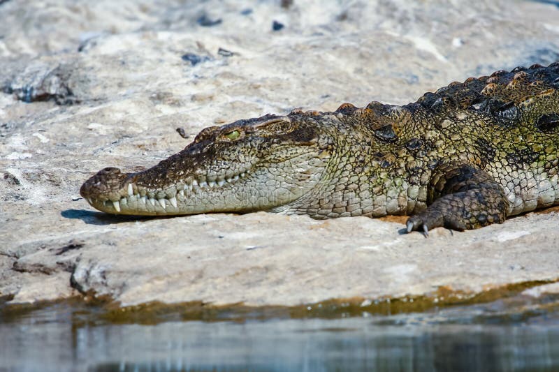 Crocodilo a apanhar sol fotos de stock royalty free