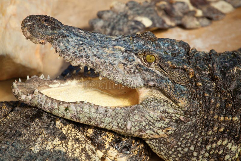 Crocodilo de boca aberta imagens de stock