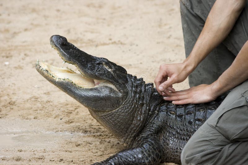 Trainer training with a crocodile. Trainer training with a crocodile