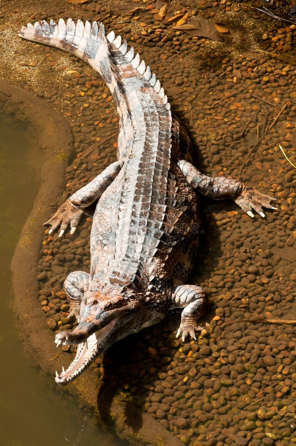 Crocodilo de Água Doce imagens de stock