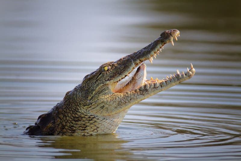 Crocodilo de Nile que engole peixes