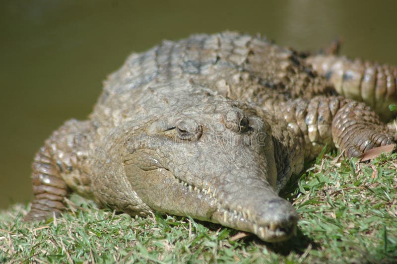 Crocodilo de água doce imagens de stock