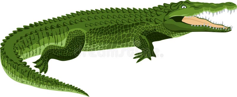 Crocodilo do vetor isolado no branco ilustração stock Crocodilo do vetor isolado no branco ilustração stock