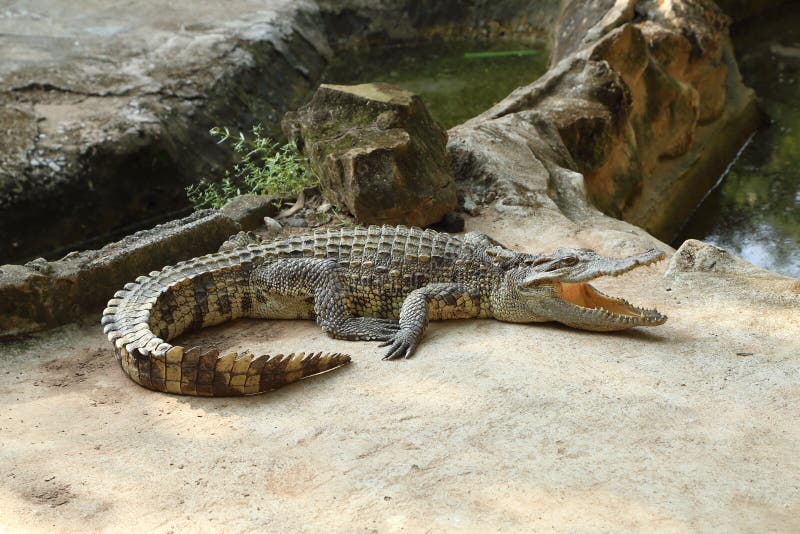 Crocodilo numa quinta fotografia de stock royalty free