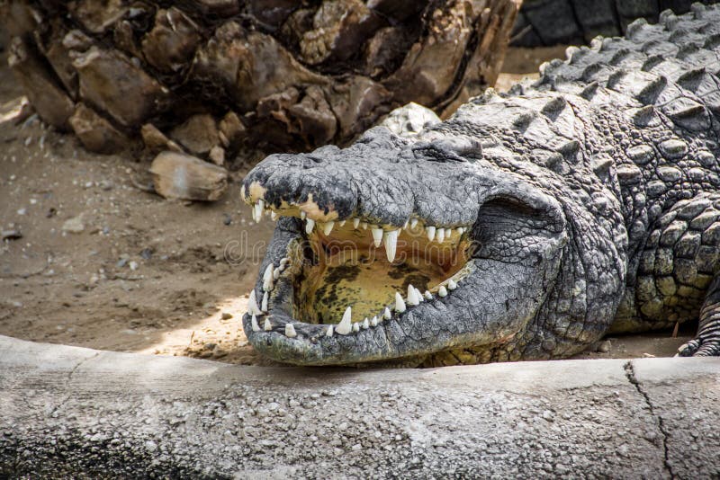 Crocodilo Bonito Com Birdie Na Boca Aberta Larga, Ilustração