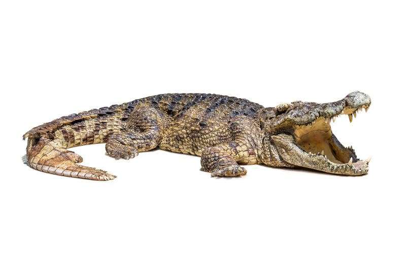 Crocodilo isolado