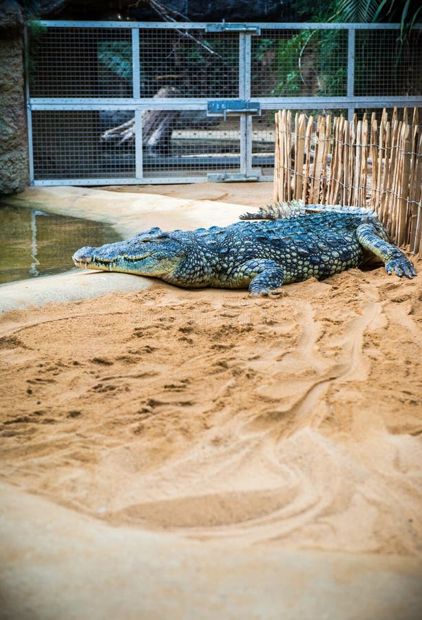 Crocodilo no jardim zoológico
