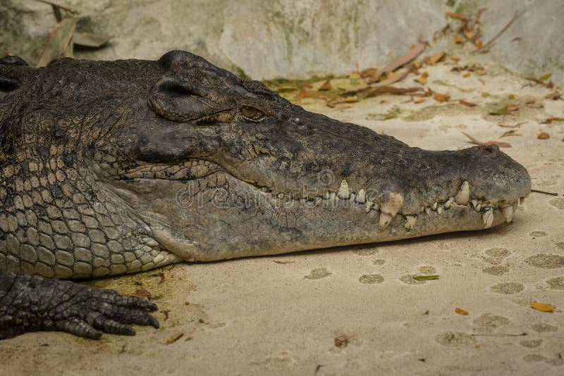 Crocodilo numa exploração fotos de stock royalty free