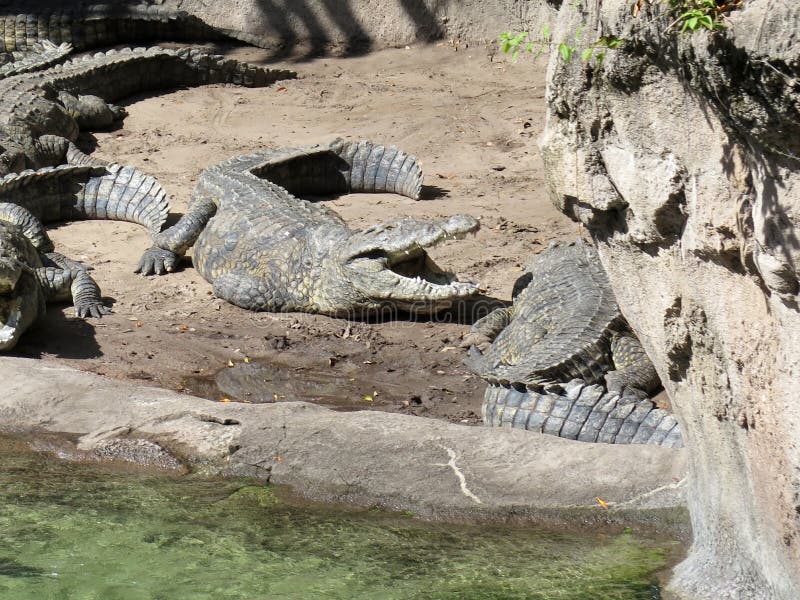 Crocodilo que basking no sol imagens de stock royalty free Crocodilo que basking no sol imagens de stock royalty free